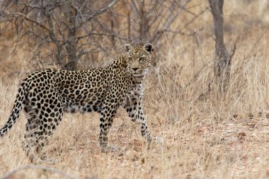 savannah yürüyüş leopar