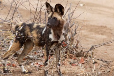 Çölde vahşi bir çakal