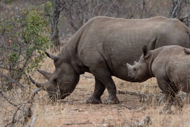 Beyaz gergedan vahşi doğada
