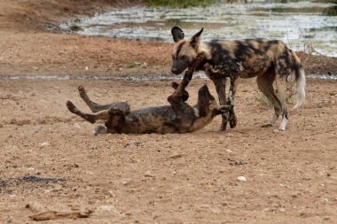 Kruger Park 'taki Afrikalı vahşi köpek.