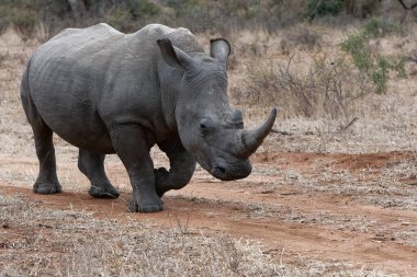 Kruger Park, Güney Afrika 'daki beyaz gergedan.