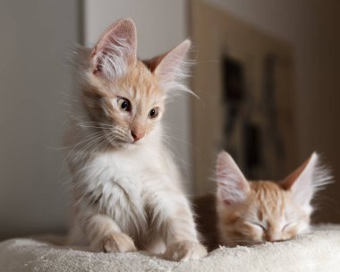 Beyaz arka planda sevimli kedi yavrusu