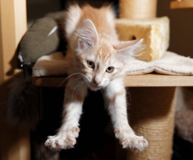 Odadaki sevimli kedi.