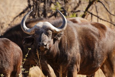 Afrika Bizonu (syncerus caffer), Kruger ulusal rezervi, botswana, Afrika