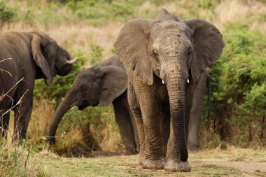 Chobe parkında kuru çimlerde yürüyen iki Afrika fili.