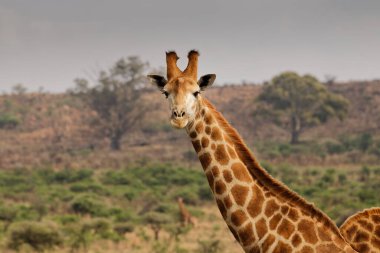 Zürafa, Afrika 'nın doğası.