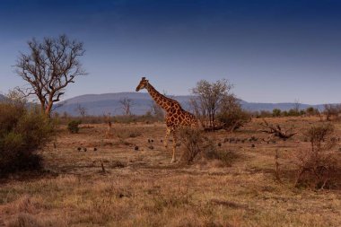 Afrika savanasında güzel bir zürafa manzarası.