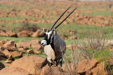 Namibya bozkırında beyaz bir koyun