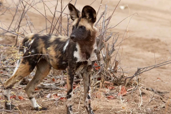 Çölde vahşi bir çakal