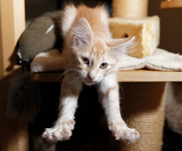 Odadaki sevimli kedi.