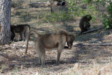 Kruger Ulusal Parkı 'nda babun ailesi - Güney Afrika