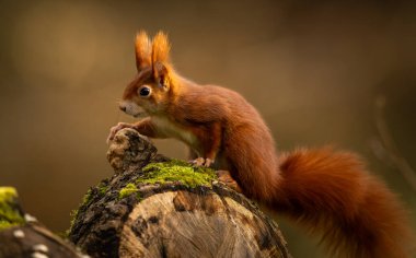 Ormandaki bir ağaçtaki sincap