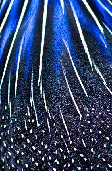 mavi tavus kuşu tüyü arka plan