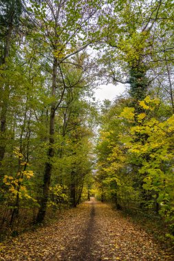 Sonbahar ormanında yol
