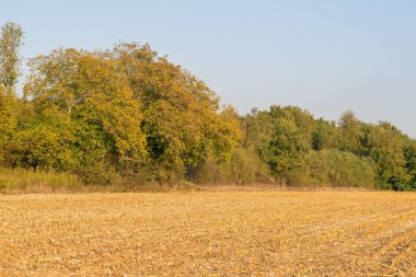 Güneşli bir günde bir çiftlikte mısır tarlası.