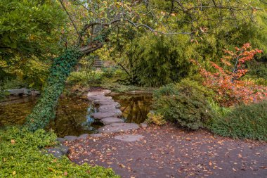 Parkta sonbahar, sonbahar mevsimi ve güzel sonbahar yaprakları.