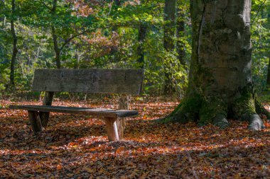 Renkli ağaçlar ve banklarla sonbahar manzarası