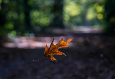 Sonbaharda bulanık arkaplanı olan bir akçaağaç yaprağının yakın çekimi