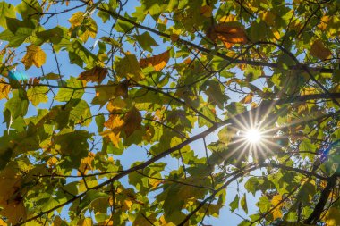 Güzel sonbahar arkaplanı, ormanda sarı yapraklar..
