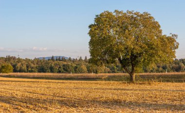 Tarlada yapayalnız ağaç