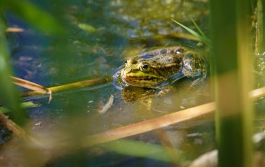 Bataklıktaki kurbağa.