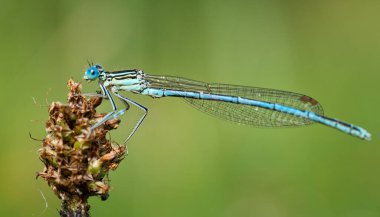 Yaprağın üzerinde yusufçuk