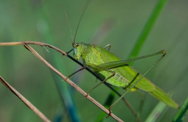 doğada Çekirge yakın