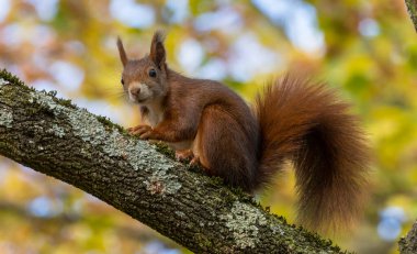 Ormandaki kırmızı sincap