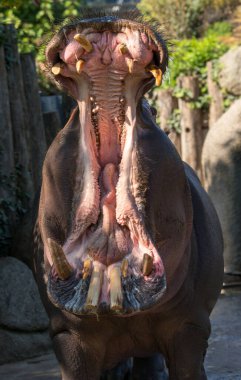 Güney Afrika 'daki açık hayvanat bahçesinde su aygırı
