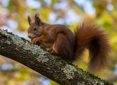 Sonbahar ormanında ağaç gövdesinde oturan kırmızı sincap..