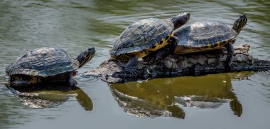 Gölde bir çift kaplumbağa.