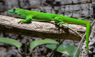 Güzel yeşil tropikal kertenkelenin yakın görüntüsü
