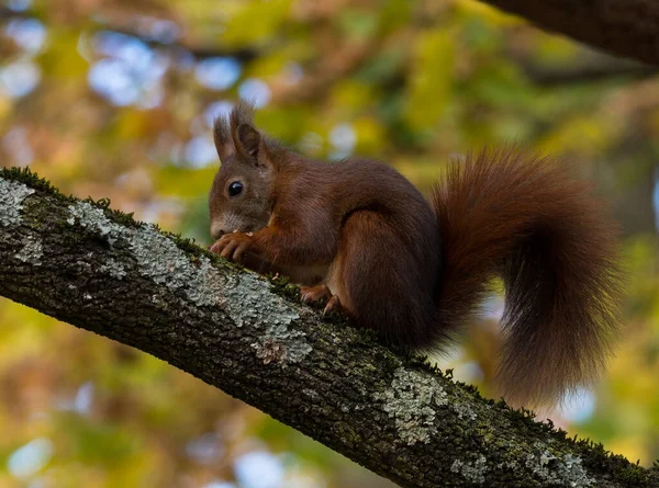 Ağaçtaki kırmızı sincap