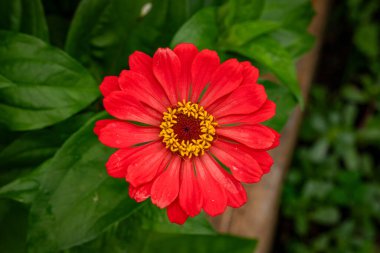 Bahçedeki güzel kırmızı çiçek