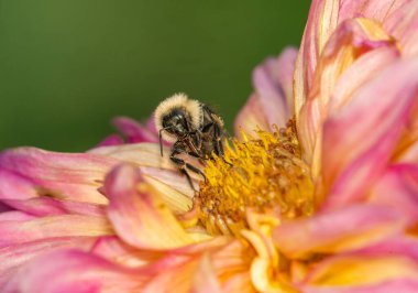 Bir arı bahçedeki çiçekte nektar toplar.