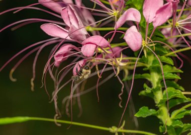 Üzerinde arı olan güzel pembe bir çiçek.