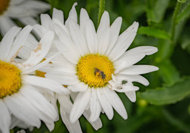 Bahçedeki güzel beyaz çiçeğe yaklaş.