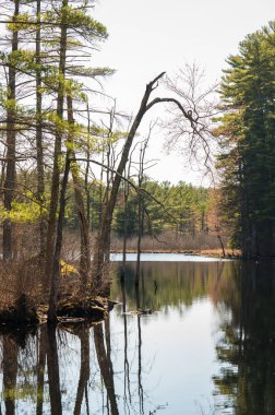 Göl ve ormanın yansıması.