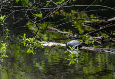 Göletteki yaşlı bir ağaç kurbağasının yakın plan fotoğrafı.