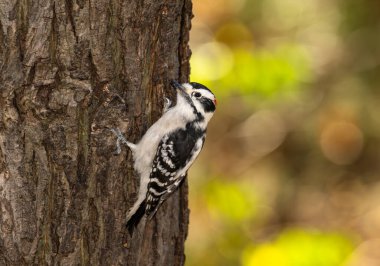 Büyük benekli ağaçkakan (Dendrocopos major )