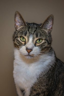 Güzel bir kediyle portre