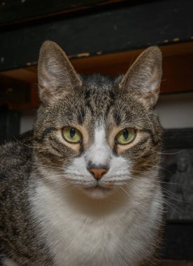 Güzel bir kedinin portresi..