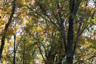 Ormanda sonbahar ağaçları.