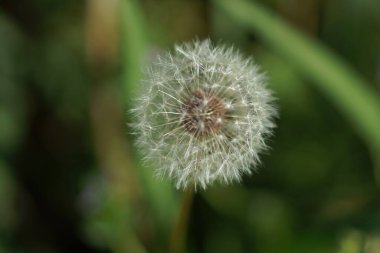 Güzel botanik fotoğrafı, doğal duvar kağıdı.