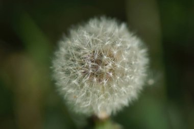 Yeşil bir arka plan üzerinde bir karahindiba, yakın çekim