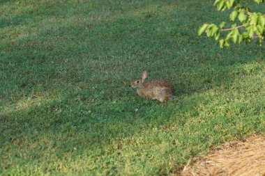 çimenlerin üzerinde sevimli tavşan