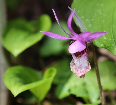 Ormandaki orkide çiçeği