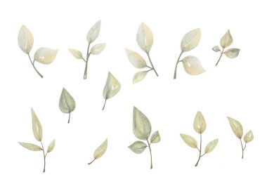 Çeşitli şekil ve boyutlarda farklı yaprak türleri. Renkler çoğunlukla yeşil ve mavi. Tasarım, beyaz arkaplanda basit bir yaprak düzenini içerir..