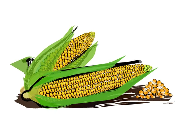 Vektorzeichnung von Mais mit Farbspritzern. — Stockvektor
