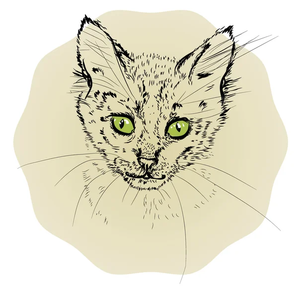 Vectorillustratie met kleine kat portret geïsoleerd op lichte achtergrond — Stockvector
